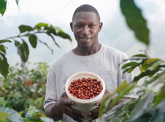 Global Coffee Shortage projected for next season