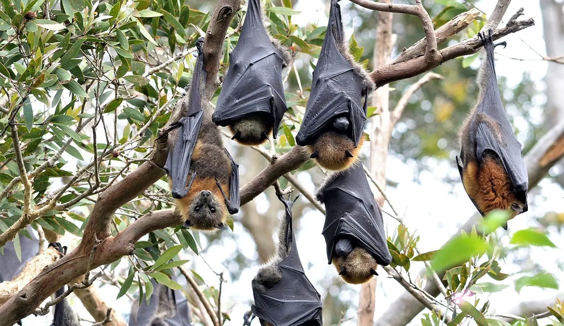 HEALTH | Nipah virus: could it cause the next pandemic?