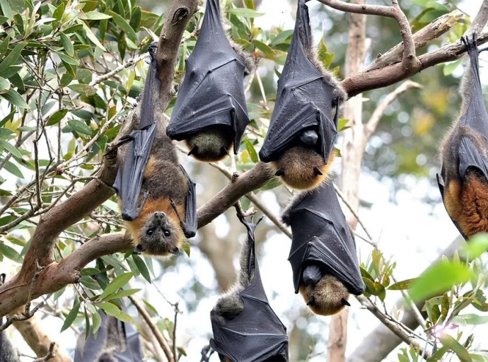 HEALTH | Nipah virus: could it cause the next pandemic?