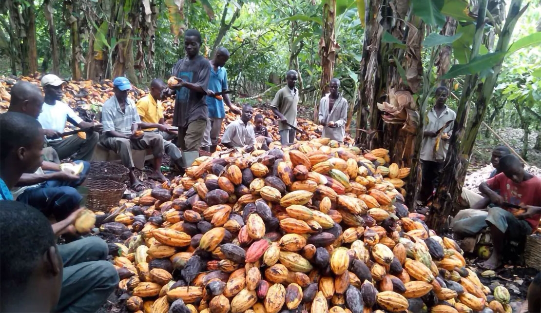  Child slavery in West Africa: understanding cocoa farming is key to ending the practice