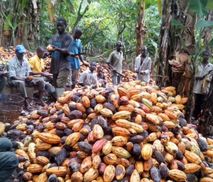 Child slavery in West Africa: understanding cocoa farming is key to ending the practice