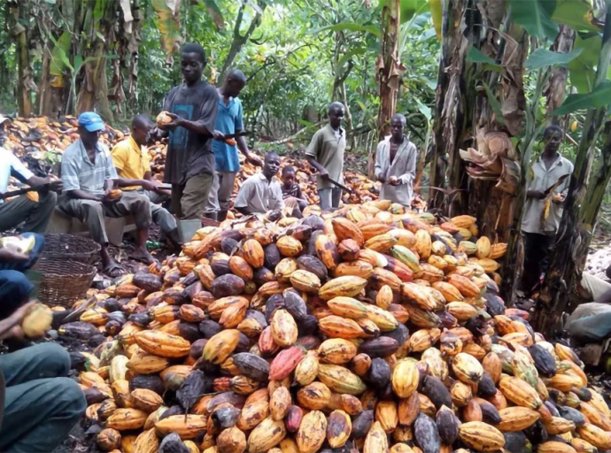 Child slavery in West Africa: understanding cocoa farming is key to ending the practice