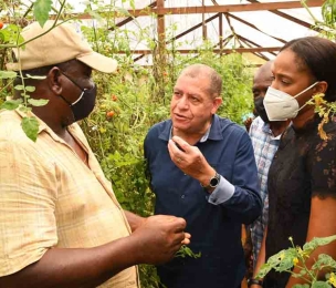 JAMAICA | Minister Shaw Hails Use Of Reclaimed Bauxite Lands For Agriculture