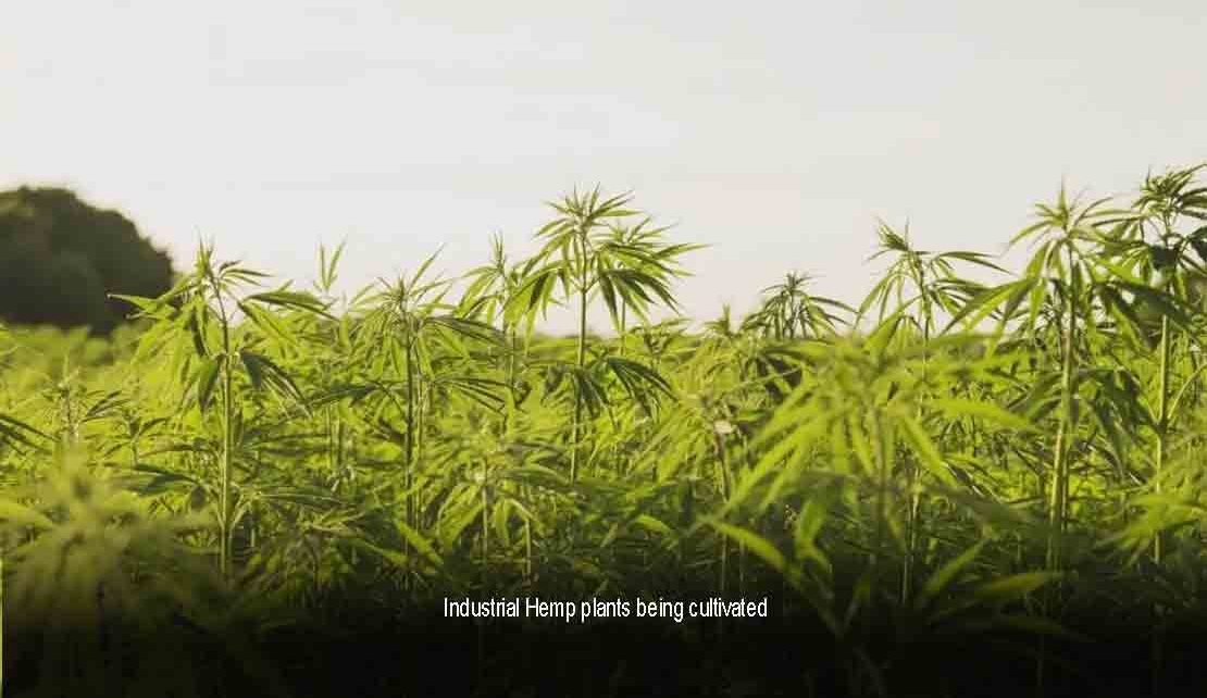 GUYANA to allow cultivation of industrial hemp under strict guideliness