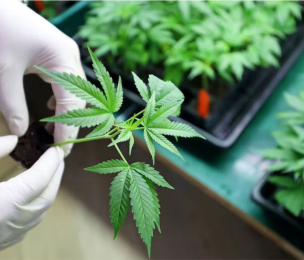 CANNABIS is no better than a placebo for treating pain – new research