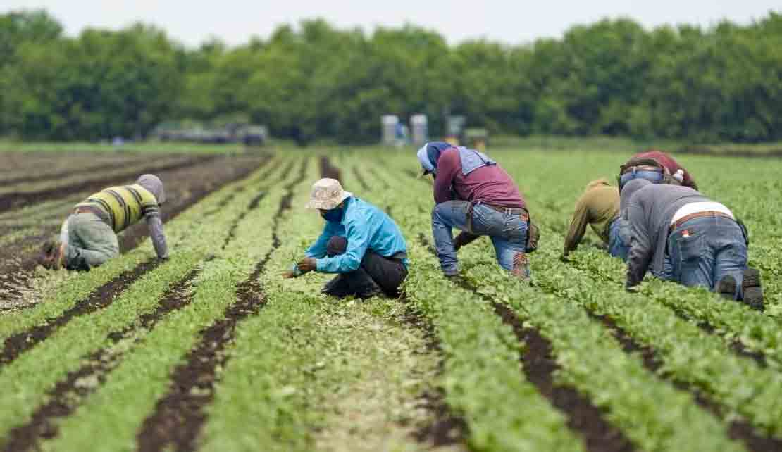 CANADA'S Foreign Worker Programme Likened to Modern Day Slavery