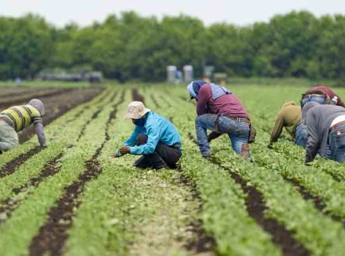 CANADA'S Foreign Worker Programme Likened to Modern Day Slavery