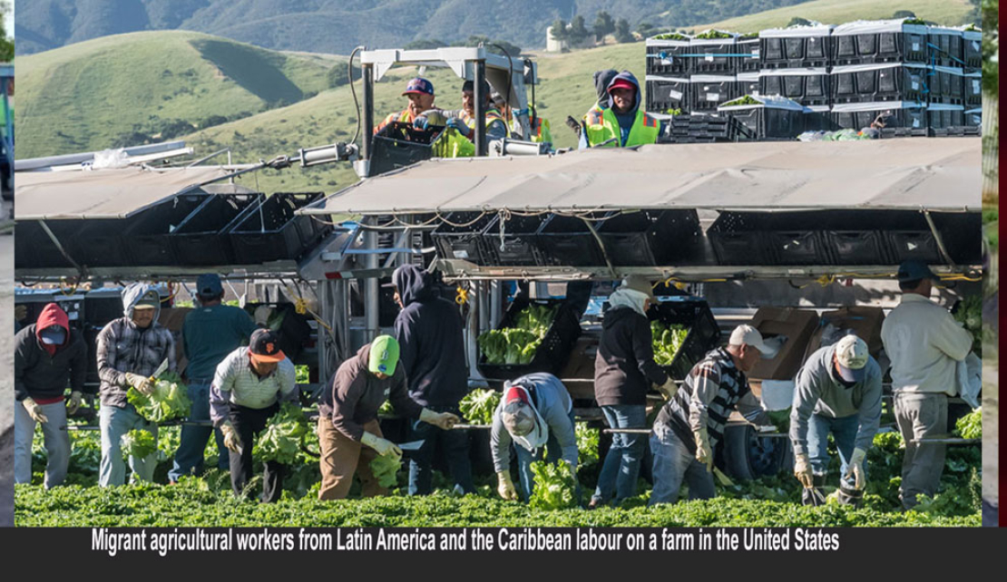 JAMAICA | The Labour conundrum facing Jamaica’s Agricultural Sector