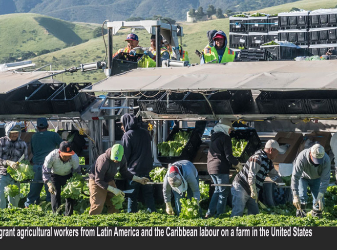 JAMAICA | The Labour conundrum facing Jamaica’s Agricultural Sector