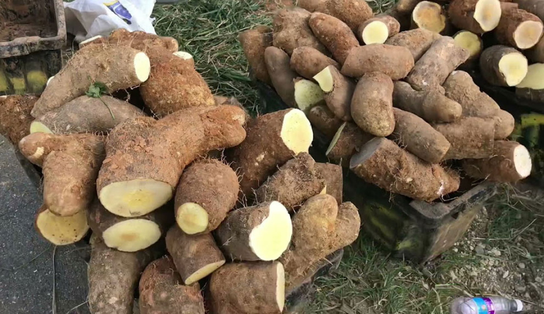 JAMAICA'S Yam Production: A Double-Edged Sword says Lenworth Fulton