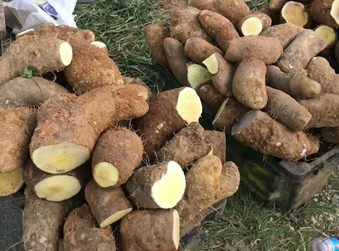 JAMAICA'S Yam Production: A Double-Edged Sword says Lenworth Fulton