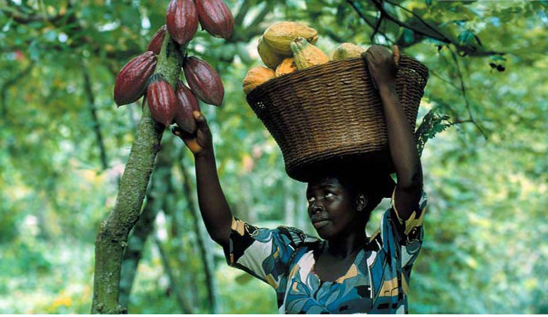 JAMAICA | Reviving Jamaica’s Dying Cocoa Industry