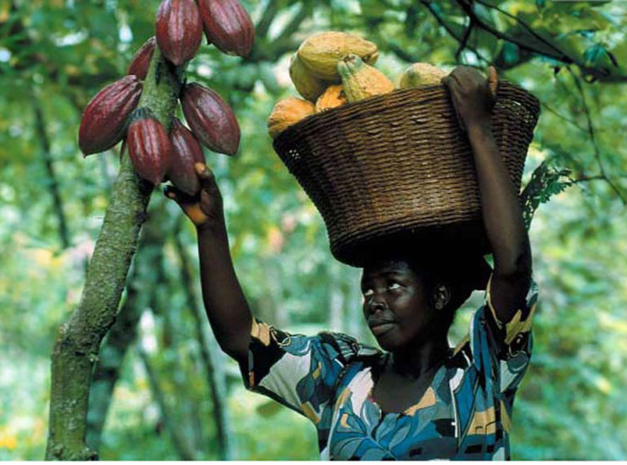 JAMAICA | Reviving Jamaica’s Dying Cocoa Industry