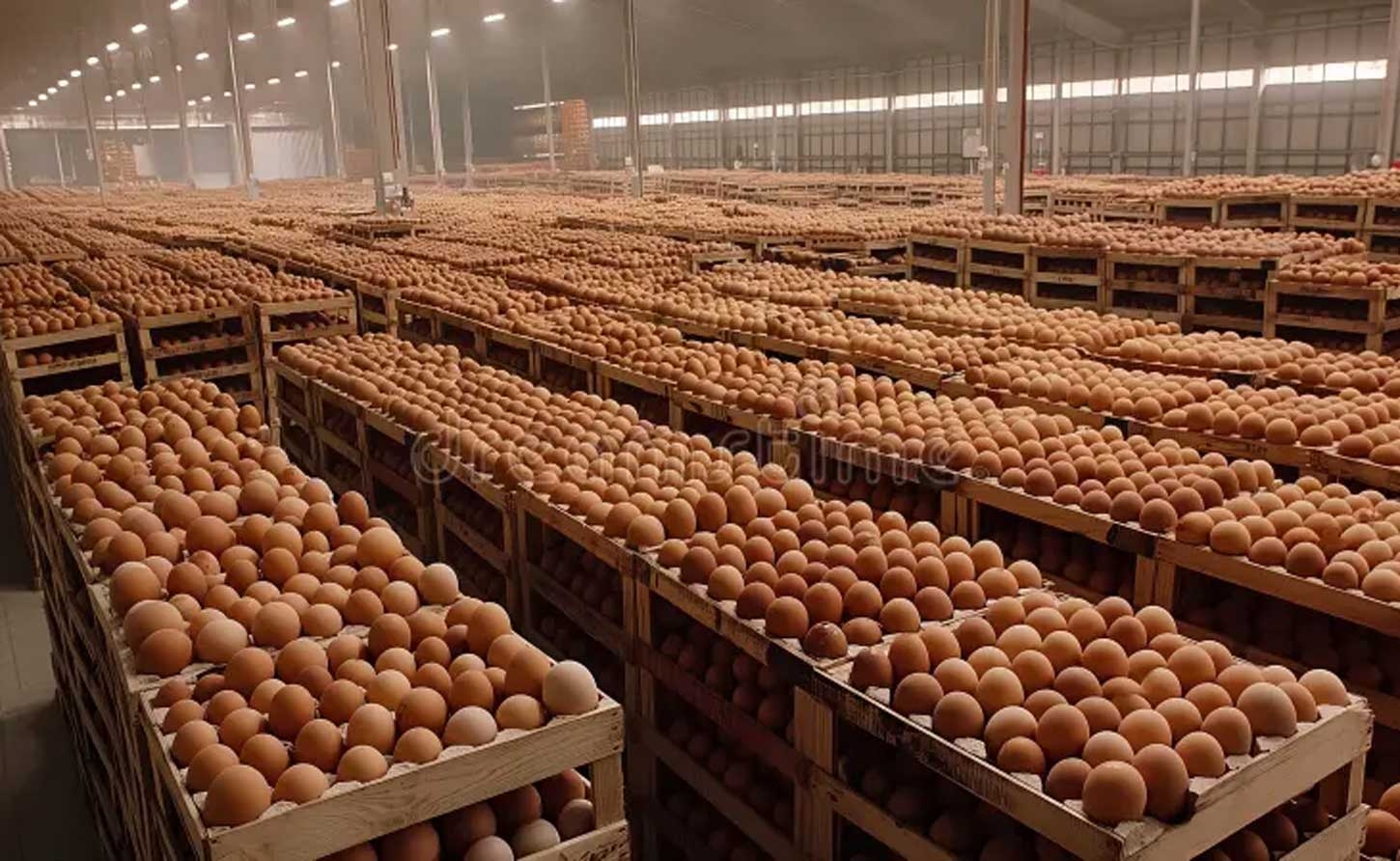 ANTIGUA |  Cabinet and Egg Farmers agree to temporarily stay  Local Egg Pricing for 45 days