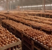 ANTIGUA |  Cabinet and Egg Farmers agree to temporarily stay  Local Egg Pricing for 45 days