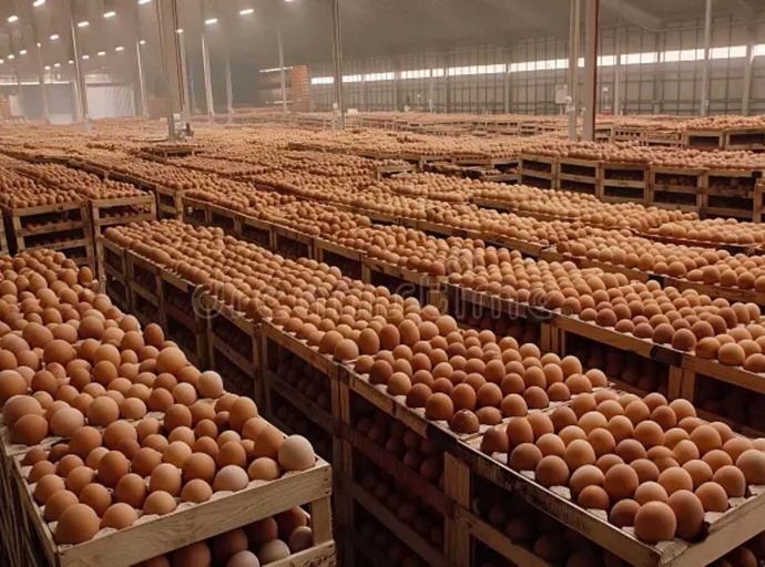 ANTIGUA |  Cabinet and Egg Farmers agree to temporarily stay  Local Egg Pricing for 45 days