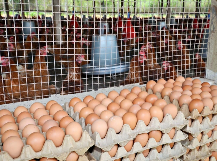 JAMAICA | PNP Calls for Urgent Action to Support Poultry Farmers and Address Chicken Shortage