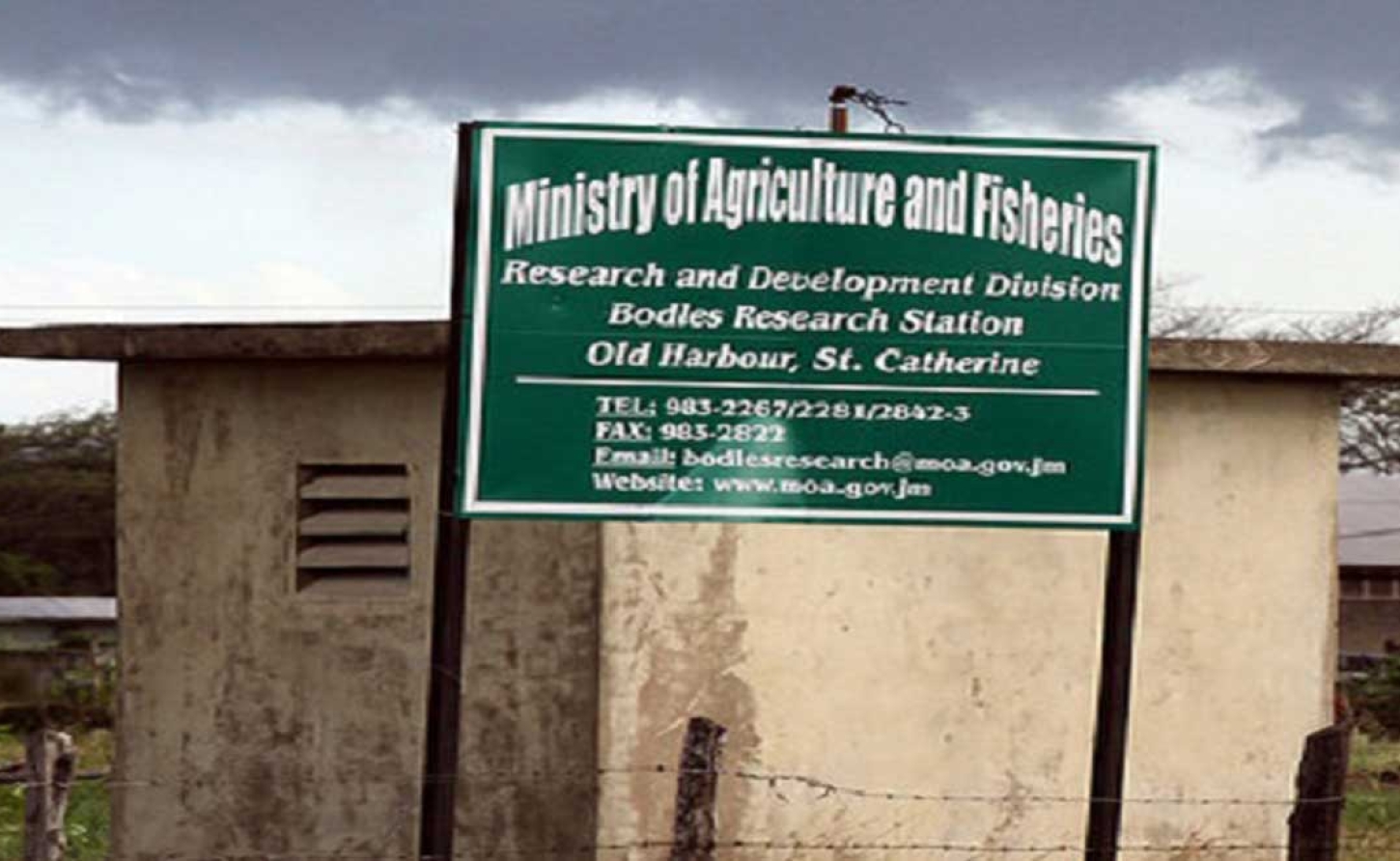 JAMAICA | From Agricultural Excellence to Sewage Plans: Bodles Research Station Faces Existential Threat