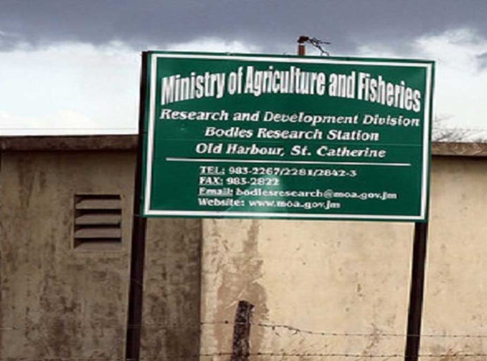 JAMAICA | From Agricultural Excellence to Sewage Plans: Bodles Research Station Faces Existential Threat