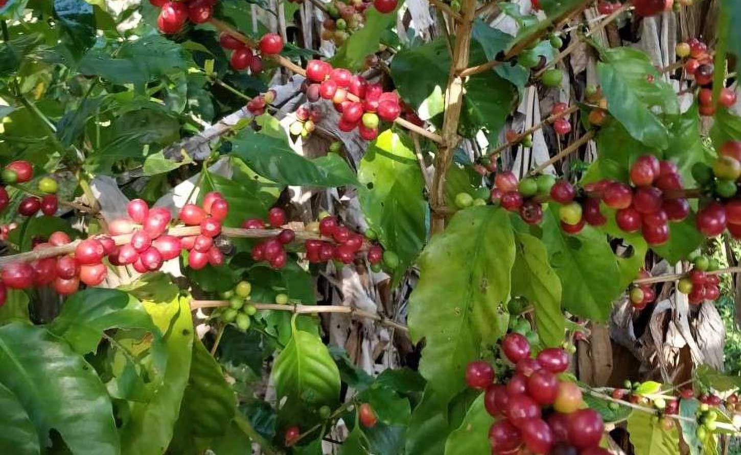 JAMAICA | Blue Mountain Coffee: A Bitter Harvest Behind Jamaica's Luxury Brand