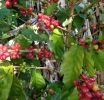 JAMAICA | Blue Mountain Coffee: A Bitter Harvest Behind Jamaica's Luxury Brand