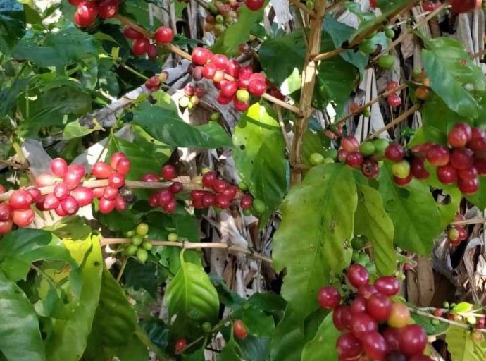 JAMAICA | Blue Mountain Coffee: A Bitter Harvest Behind Jamaica's Luxury Brand