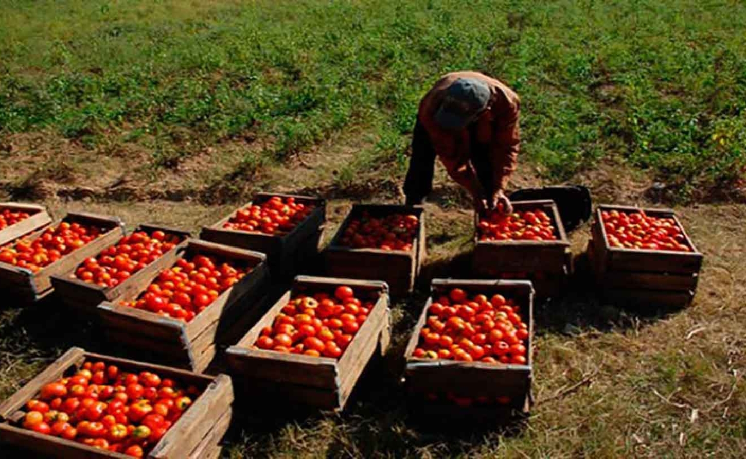 JAMAICA | Tomato Crisis: St. Elizabeth Farmers Watch Crops Wither at Rock-Bottom Prices