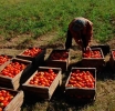 JAMAICA | Tomato Crisis: St. Elizabeth Farmers Watch Crops Wither at Rock-Bottom Prices