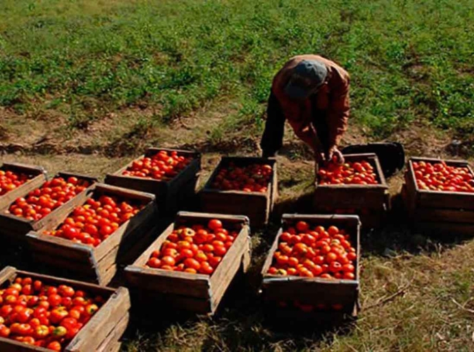 JAMAICA | Tomato Crisis: St. Elizabeth Farmers Watch Crops Wither at Rock-Bottom Prices