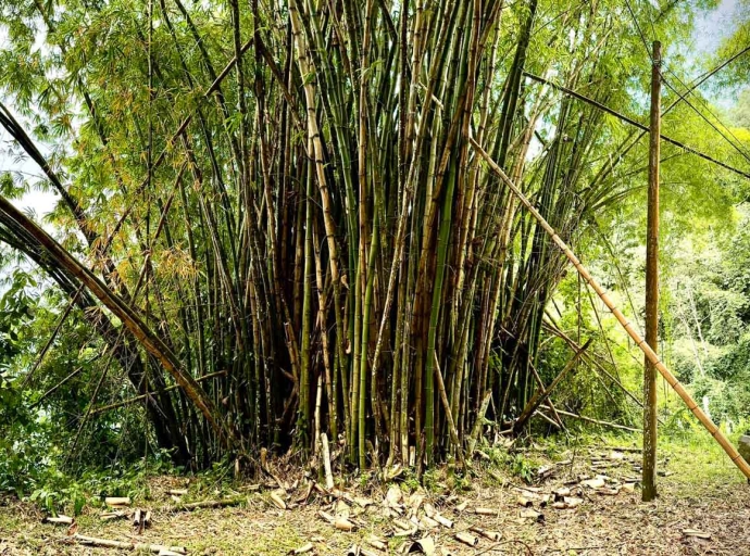 JAMAICA | GREEN GOLD ABANDONED: Is Jamaica Squandering its Bamboo Lifeline Amidst a Deepening Food Crisis?