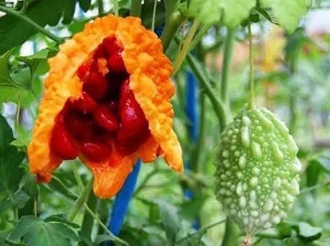 HEALTH | The Bitter Truth: How Caribbean Grandmothers Knew What Science Is Now Proving About Cerasee