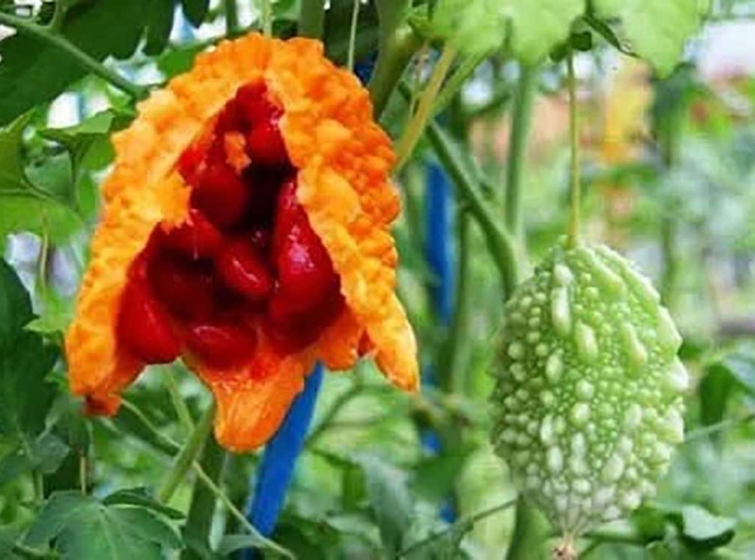 HEALTH | The Bitter Truth: How Caribbean Grandmothers Knew What Science Is Now Proving About Cerasee