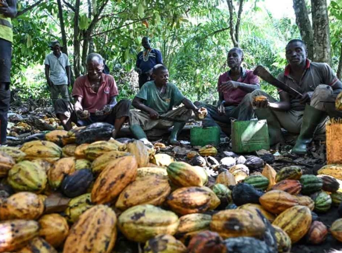 AFRICA | Brown Gold, Bitter Reality: Côte d'Ivoire's Cocoa Farmers Drown in Unsold Beans