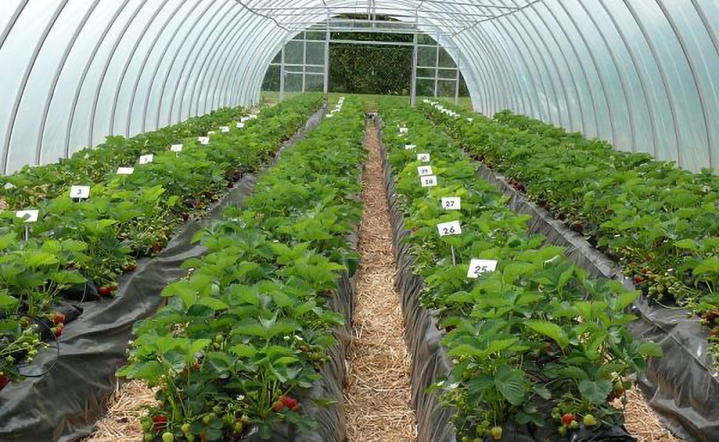 Growing Strawberries under Greenhouse conditions 