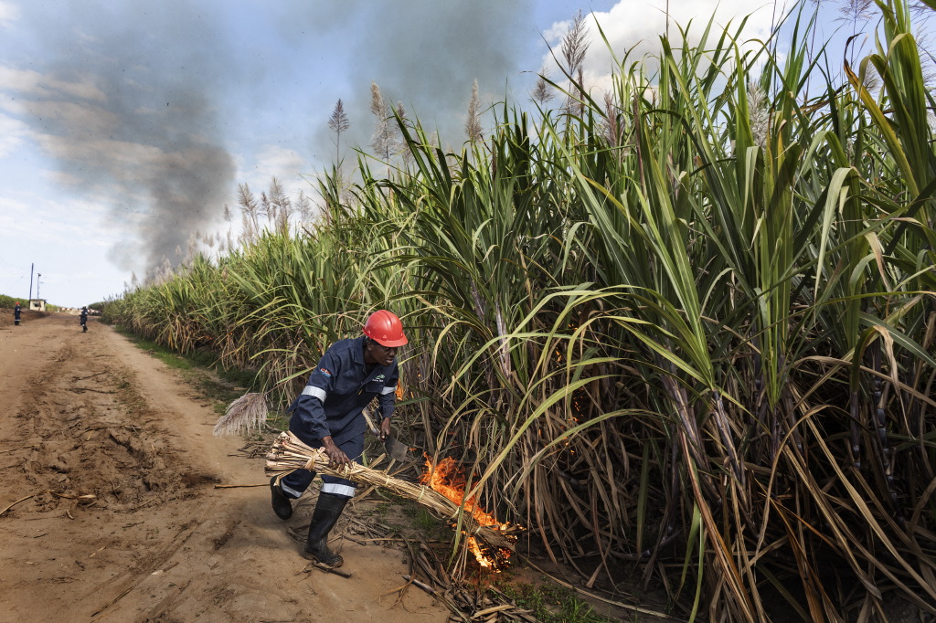 Sugar cane workers are a dying breed in  Jamaica as the industry is seeing its last days.