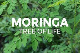Moringa, Tree of Life