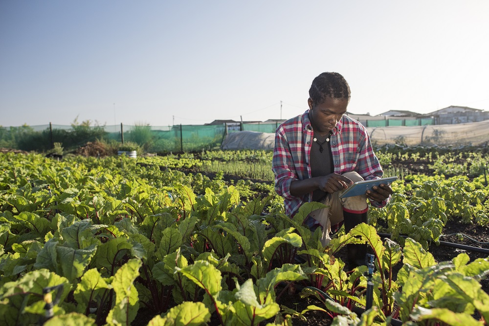Young African farmer in his vegetable farm referencing information on his tablet.