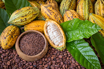 cocoa fruit and raw cocoa seeds