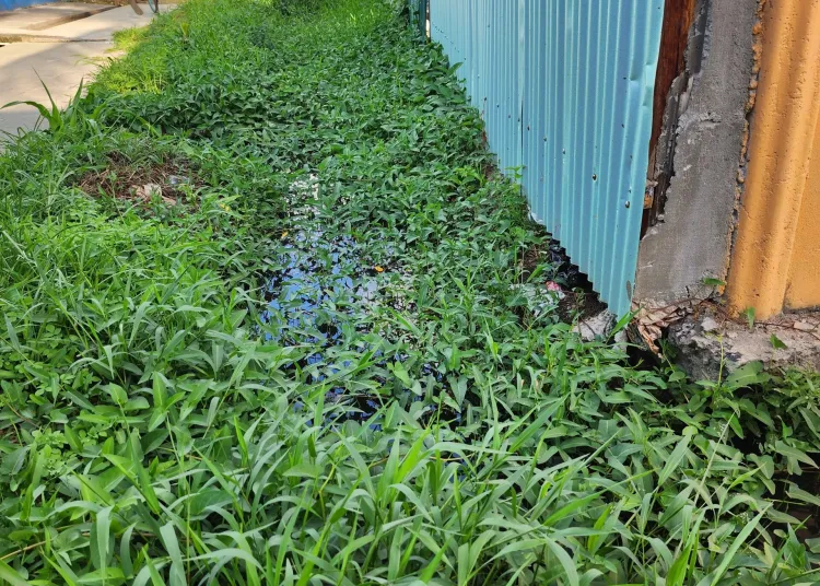 An East Ruimveldt drain overtaken by weeds. March 10, 2024. Many of the drains look like this