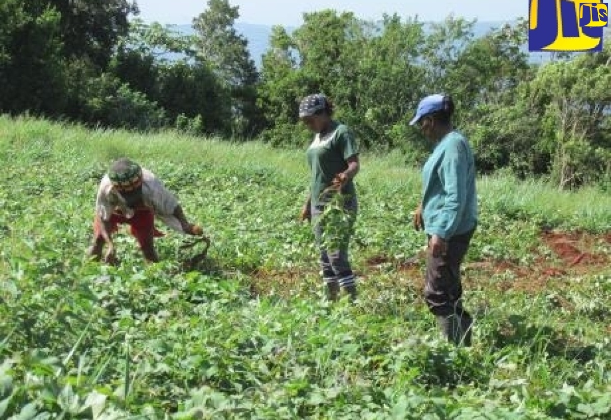 Farmers in field at Essex Valley who hope to increase their agricultural production with more efficient irrigation.