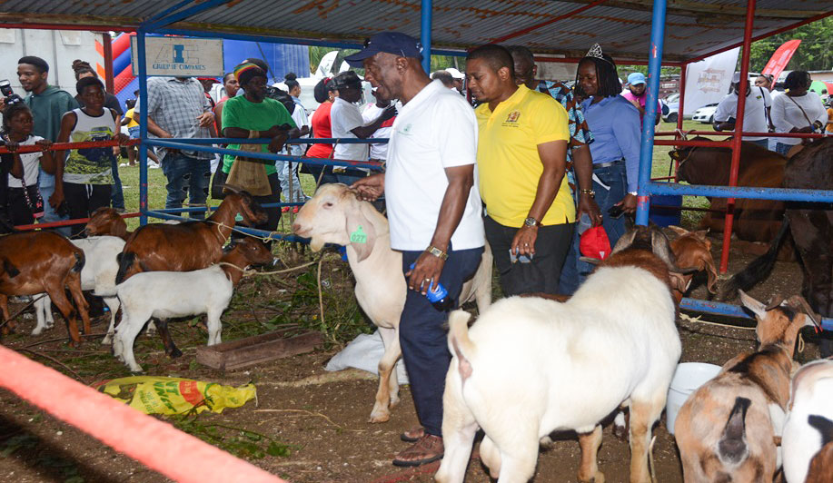 Minister of Agriculture, Fisheries and Mining, Floyd Green (right), and President of the St James Branch of the Jamaica Agricultural Society (JAS), Glendon Harris, view livestock on display at the 41st staging of the Montpelier Agricultural and Industrial Show at Montpelier Show Ground in St James on April 1. (Photo: JIS)