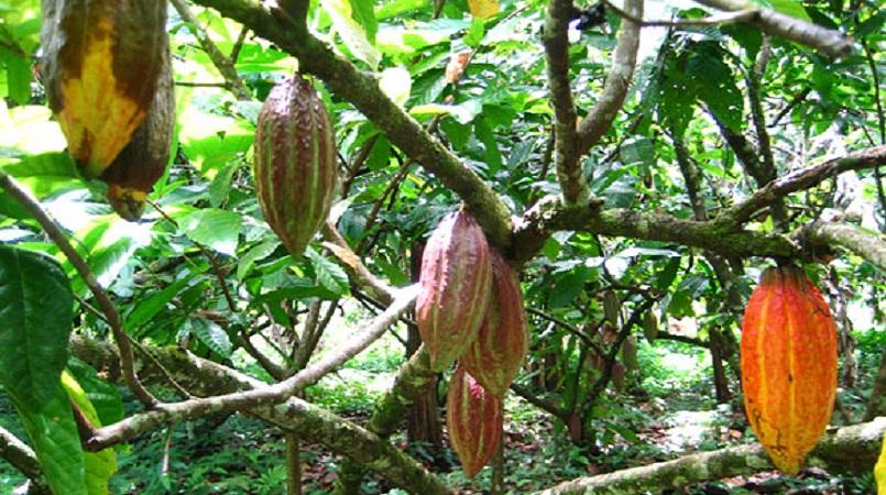 Cocoa pod suffering from frosty pod rot. Frosty pod rot is an invasive disease caused by the fungus Moniliophthora roreri. It was originally identified in Ecuador in 1917, and spread rapidly to other countries in Latin America during the 1970s. Producing large quantities of powdery spores, it has a high potential for transmission and thus further extending its range.