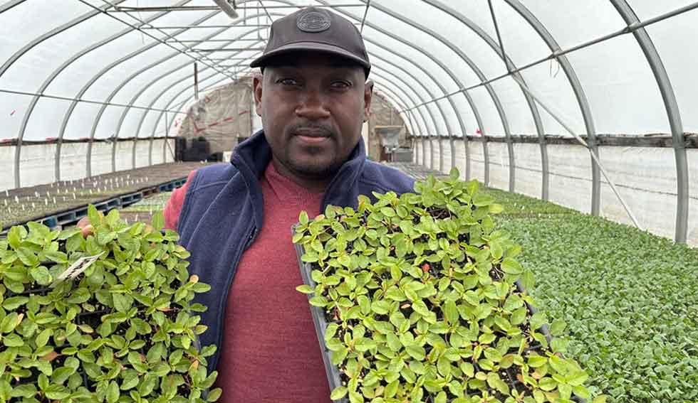 Carlington Graham, a seasonal agricultural worker from Jamaica who has worked at Foster's Family Farm in North Gower for more than a decade, holds a few of the 14,000 callaloo seedlings that will soon be planted. 'It has a rich taste. To me, it has a better taste than spinach,' he said. (Hallie Cotnam/CBC - image credit)