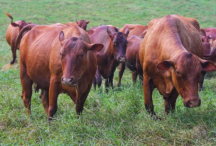 The contraction of Jamaica's dairy subsector underscores the broader vulnerabilities within the agricultural framework.