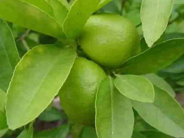 lime tree leaves