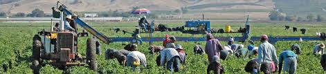 migrantworkers from Latin America and the Caribbean ona United States Farm in the United States