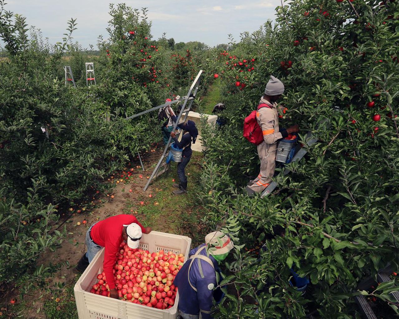 Temporary migrant farm workers picking apples on a farm in Canada