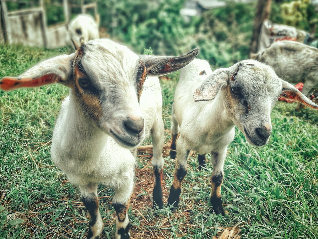 small ruminants