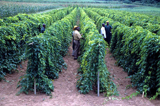 Jamaican yellow yam production for consumption and export